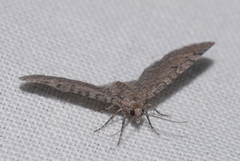 Eupithecia ultimaria