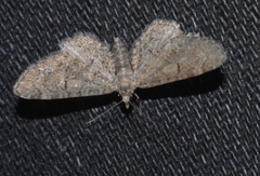 Eupithecia ultimaria