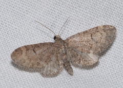 Eupithecia ultimaria