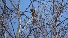 Betula pendula
