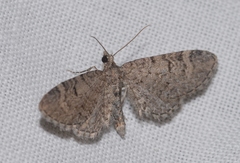 Eupithecia ultimaria