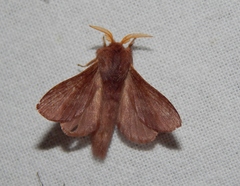 Anadiasa punctifascia