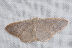 Idaea distinctaria
