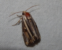 Anedhella rectiradiata