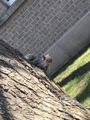 Sciurus carolinensis