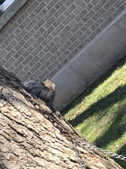Sciurus carolinensis