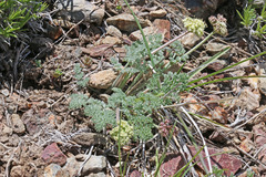 Lomatium foeniculaceum macdougalii