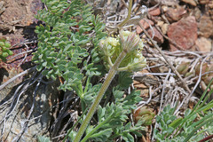Lomatium foeniculaceum macdougalii
