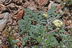 Lomatium foeniculaceum macdougalii