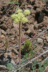 Lomatium foeniculaceum macdougalii