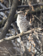 Accipiter cooperii