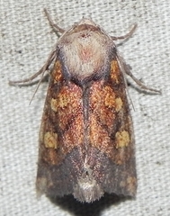 Papaipema impecuniosa
