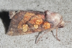 Papaipema impecuniosa