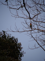 Psittacula alexandri fasciata