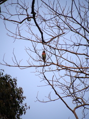 Psittacula alexandri fasciata