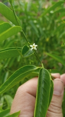 Vallesia
