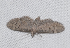 Eupithecia ultimaria