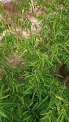 Vallesia
