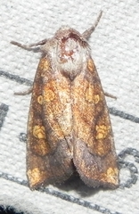 Papaipema impecuniosa