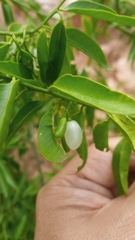 Vallesia