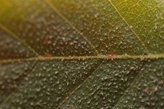 Nothofagus glauca