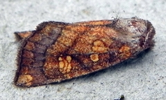Papaipema impecuniosa