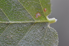 Nothofagus glauca