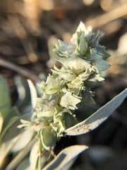 Atriplex maximowicziana