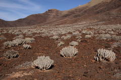 Euphorbia handiensis