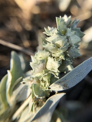 Atriplex maximowicziana