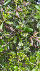 Comarostaphylis diversifolia