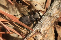 Apterodela unipunctata