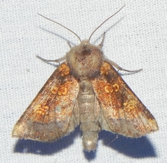 Papaipema impecuniosa