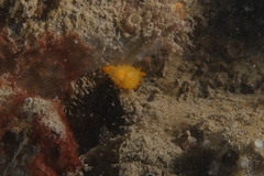 Crimora papillata
