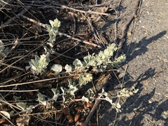 Atriplex maximowicziana