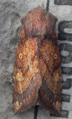Papaipema impecuniosa