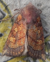 Papaipema impecuniosa