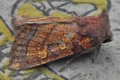 Papaipema impecuniosa
