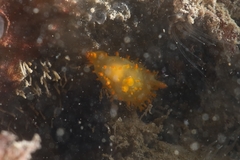 Crimora papillata