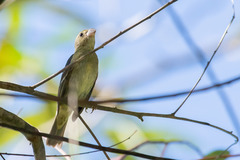 Sporophila frontalis