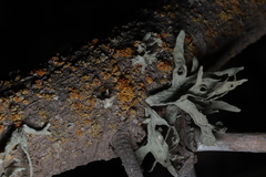 Ramalina canariensis