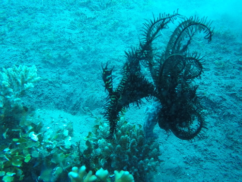 Solenostomus paradoxus