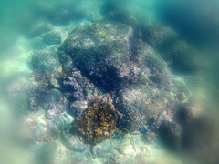 Halichoeres chierchiae