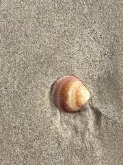 Glycymeris nummaria