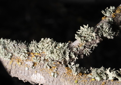 Ramalina canariensis