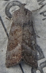 Papaipema eupatorii