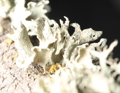 Ramalina canariensis