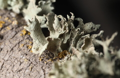 Ramalina canariensis