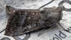 Papaipema eupatorii