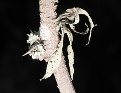 Ramalina canariensis